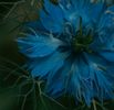 Indigo Workshop